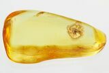 Detailed Fossil Spider (Araneae) In Baltic Amber #315338-1